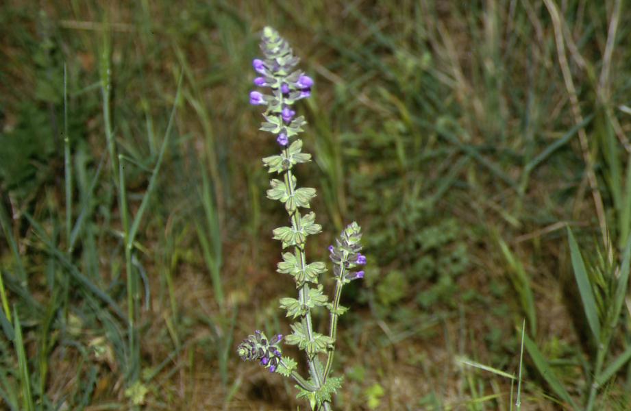 Salvia verbenaca / Savia dei campi